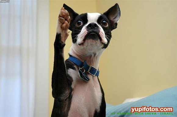 Fotos chistosas de perritos