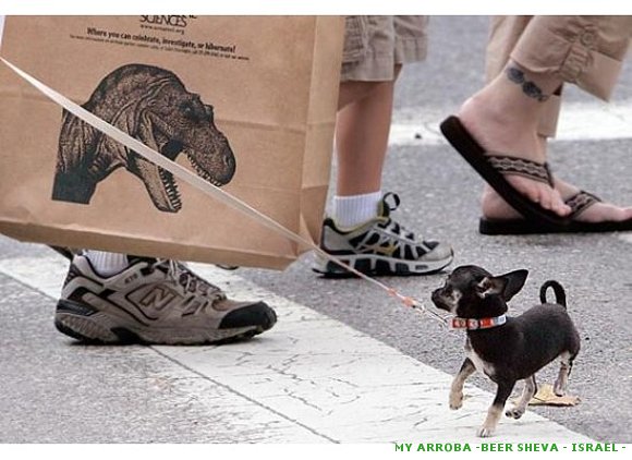 Perrita con miedo a los dinosaurios