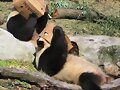Animalitos en situaciones divertidas