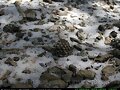 Nieve en el suelo