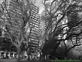 FOTOS BLANCO Y NEGRO -BUENOS AIRES-ARGENTINA-