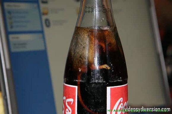 Un ratón en un refresco de coca-cola!