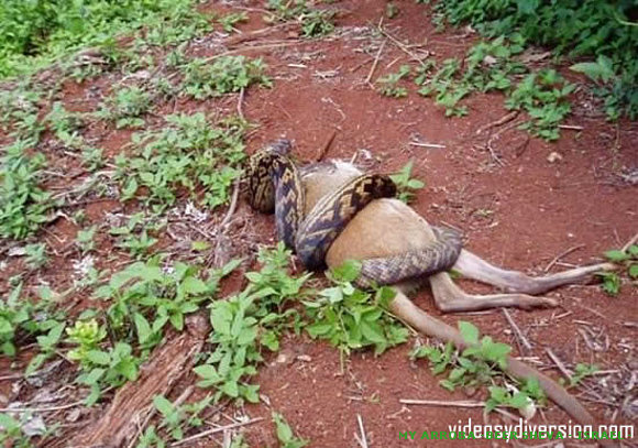 Anaconda comiendose a un canguro