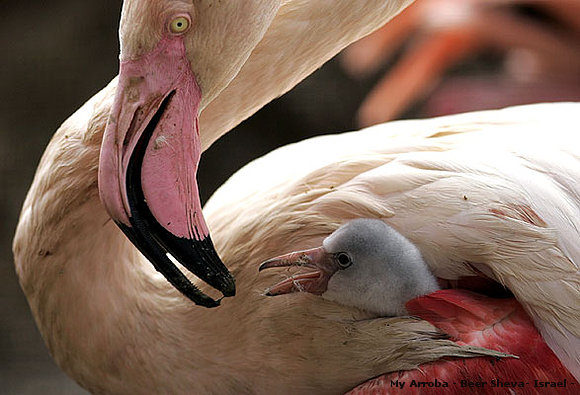 MATERNIDAD: