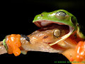Naturaleza salvaje: fotos de vida silvestre 2008