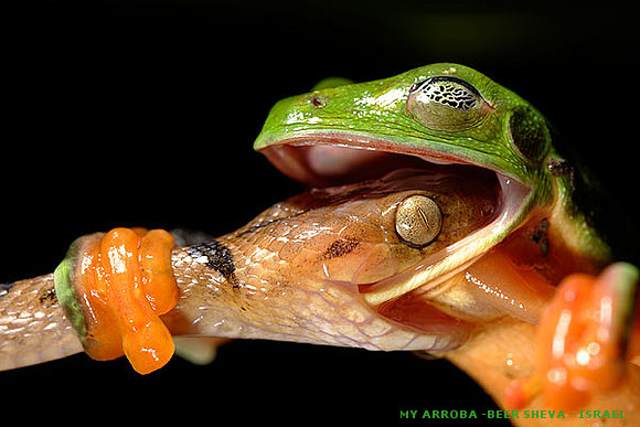 Naturaleza salvaje: fotos de vida silvestre 2008