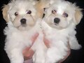 ANIMALES,MASCOTAS