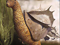 Animales del Futuro