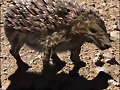 Animales del Futuro
