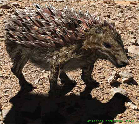 Animales del Futuro