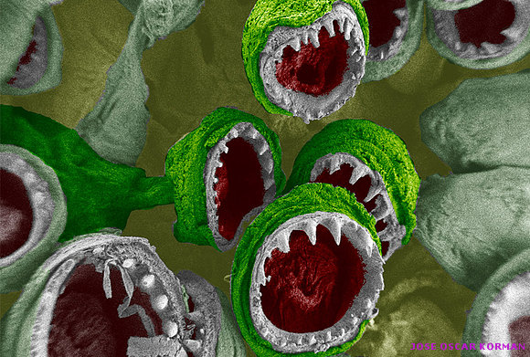 Peering into the micro world