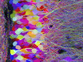 Peering into the micro world