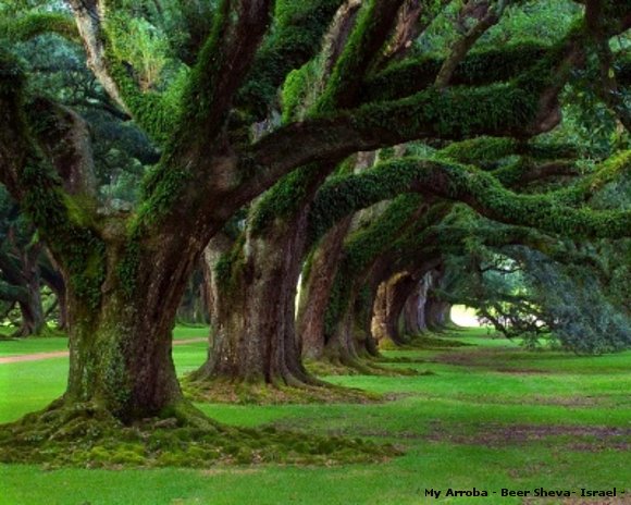 FILA DE ARBOLES