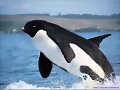 ANIMALES RAROS