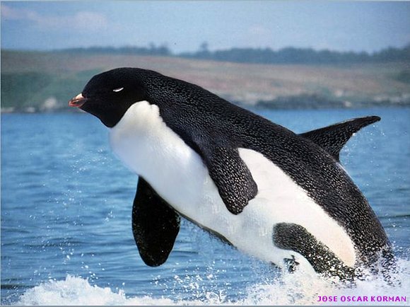 ANIMALES RAROS