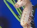 ANIMALES RAROS