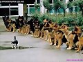 FOTOS INSOLITAS Animales