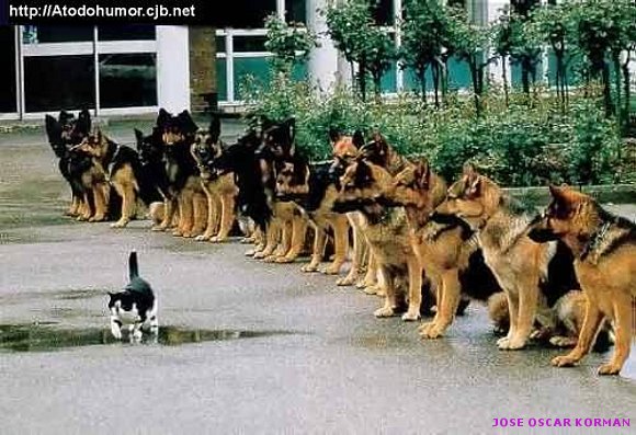 FOTOS INSOLITAS Animales