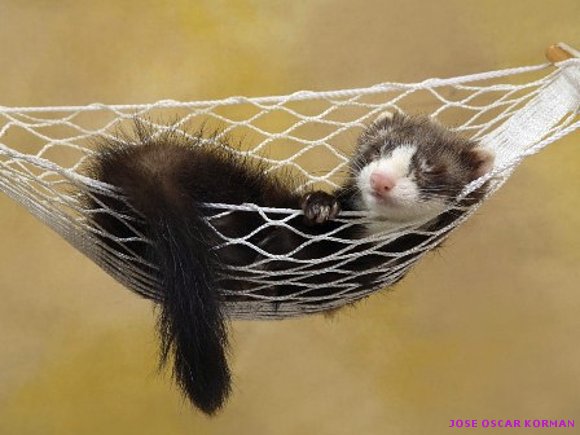 Animales salvajes en su habitad