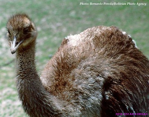 Animales salvajes en su habitad