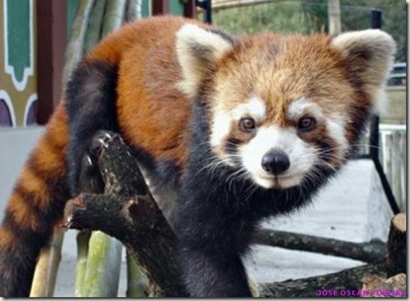 El oso panda