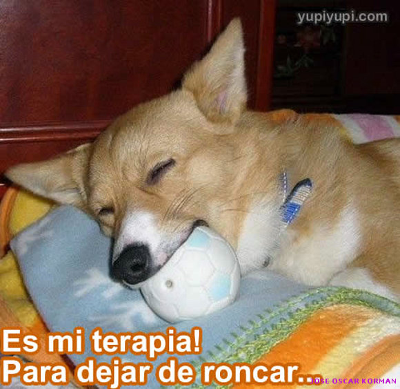 Perrito con su terapia para ronquidos