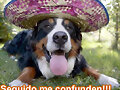 Perrito que se cree &#147;El Chente&#148;
