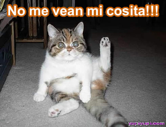 Gatito avergonzado…