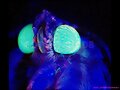 Serie &iquest;Que ven los insectos? foto 1: Ojo de Lepid&oacute;