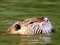 HALLAN UNA ESPECIE PERDIDA :
