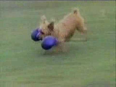 videos graciosos de animales