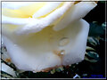 MI FOTO