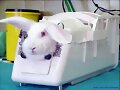 CONEJO