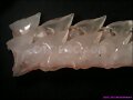 DIENTES DE TIBURON VISERA