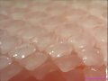 MOSAICO DENTAL DE UN TIBURON MUSOLA