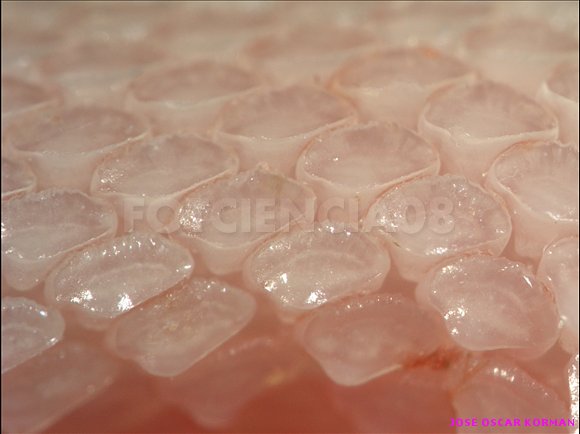 MOSAICO DENTAL DE UN TIBURON MUSOLA