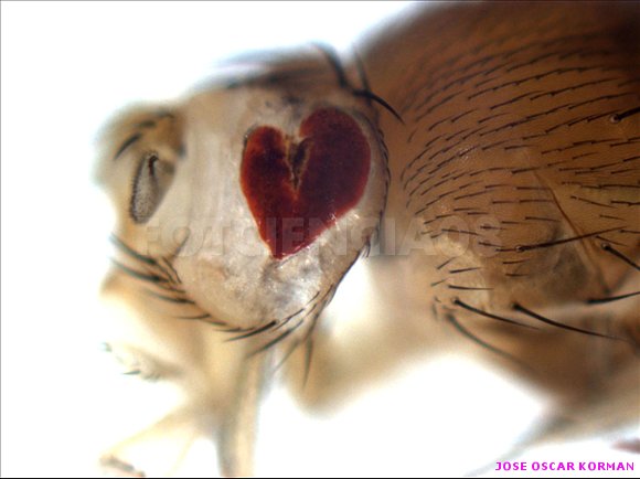 la mosca enamorada
