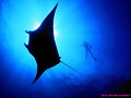 Est&aacute;s en Fotos &gt; Mundo submarino