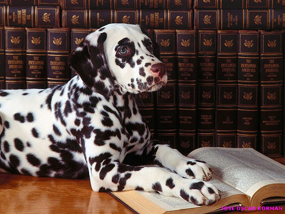 Perro estudioso