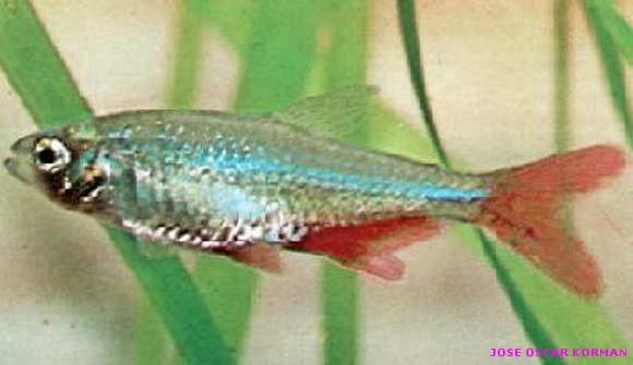 PECES