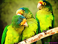 Loros