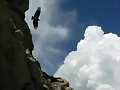 Volando en las Alturas