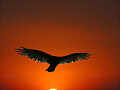 Condor
