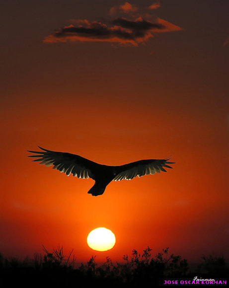 Condor