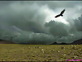Condor