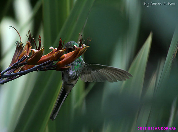 Picaflor en mi Jardin