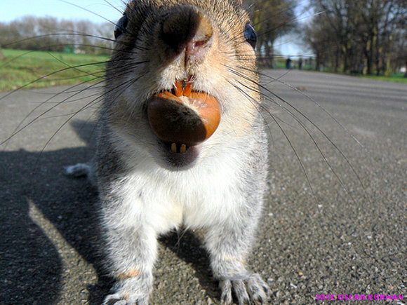Squirrels!