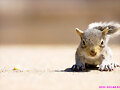 Squirrels!
