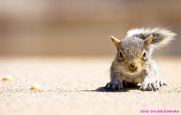Squirrels!