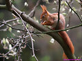 Squirrels!